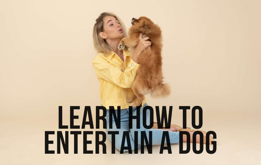 Learn How to Entertain a Dog with These Techniques Neatpedia