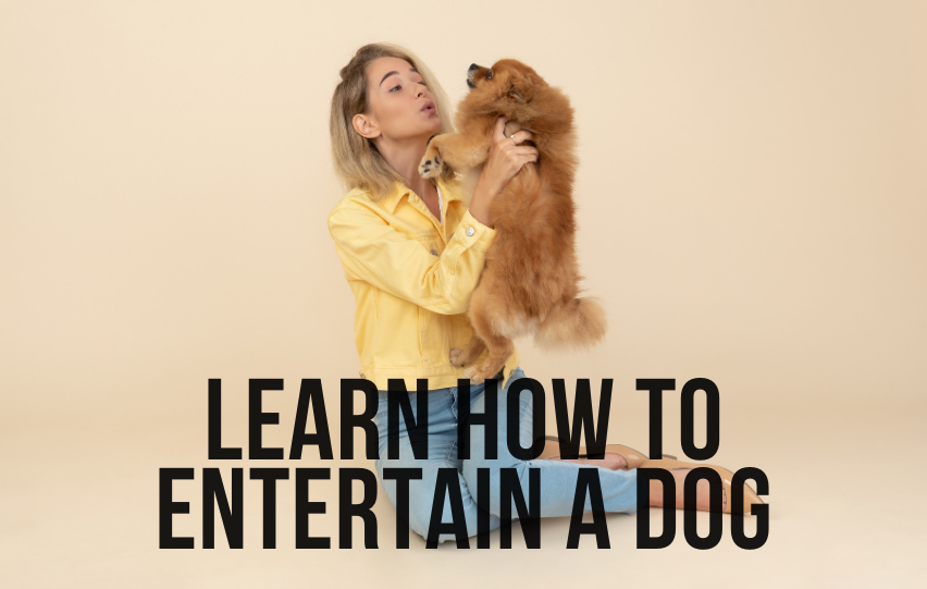 Learn How to Entertain a Dog with These Techniques
