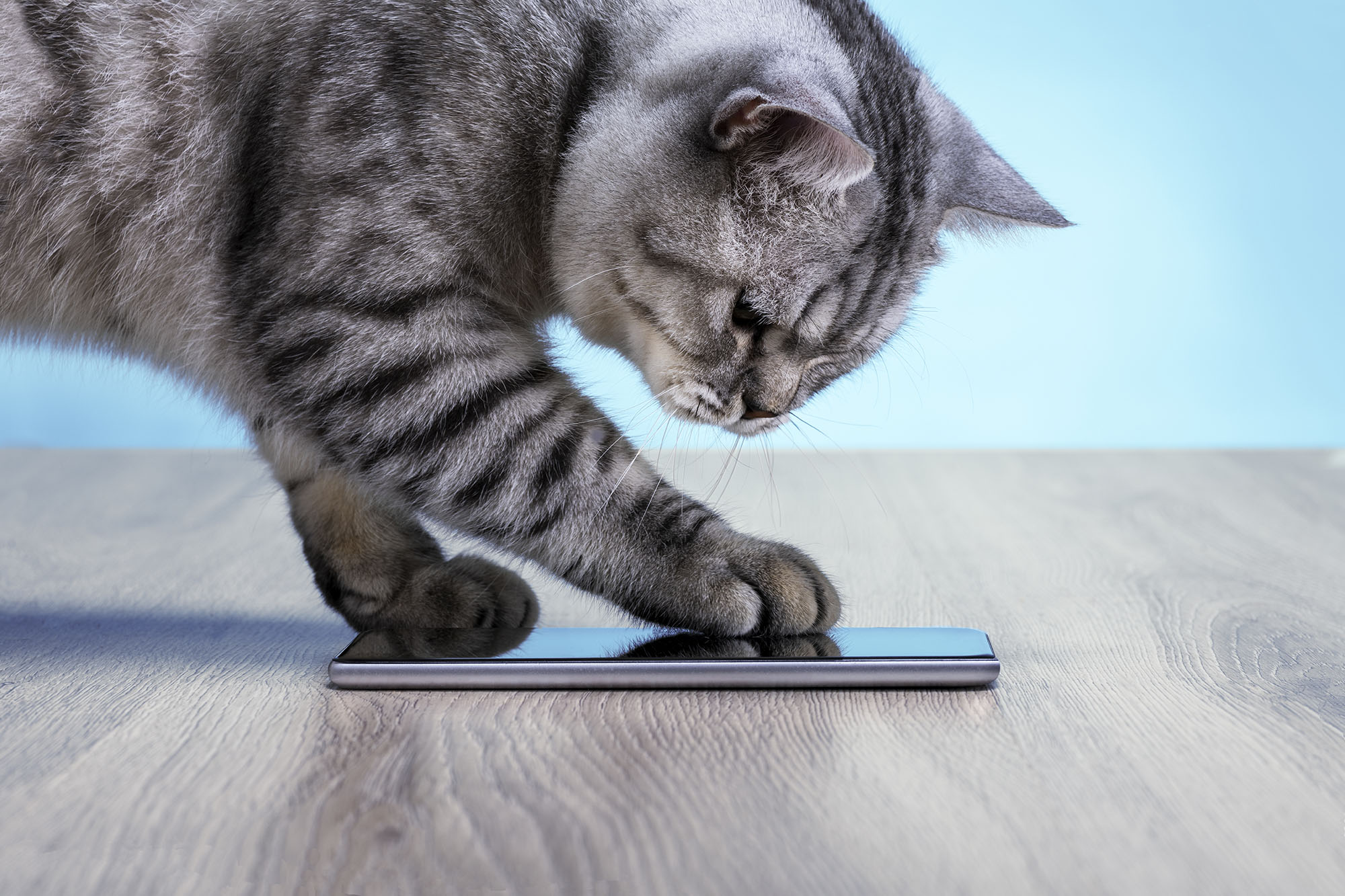 Discover the MeowTalk App Today!