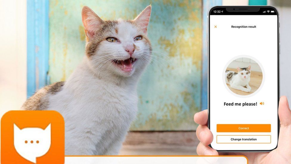 Discover the MeowTalk App Today!
